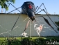 Arachnophobia