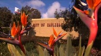 242096 City Hall Snaps - Birds Split Mid